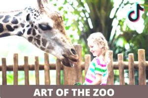 Art of Zoo Playlist .